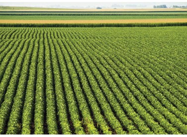 The National Bioenergy Strategy for Lebanon