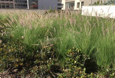 Green Roof at the Central Bank of Lebanon